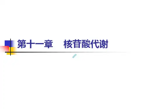 第十一章核苷酸代谢