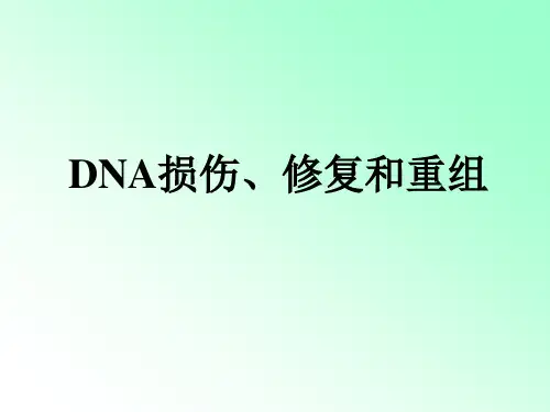 分子生物学 6 DNA 损伤、修复和重组