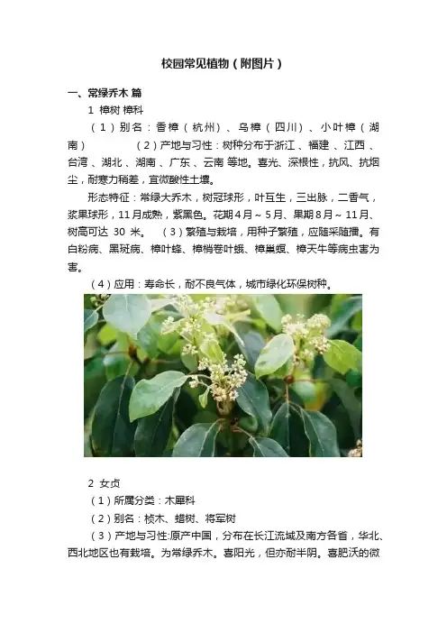 校园常见植物（附图片）