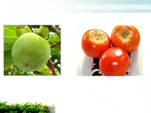 第3节 其他植物激素