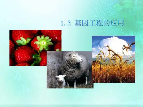 专题一-1.3基因工程的应用(共24张ppt)