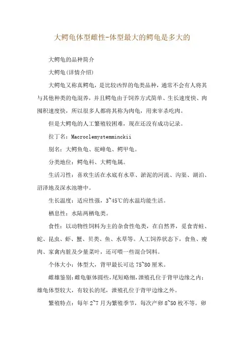 大鳄龟体型雌性-体型最大的鳄龟是多大的