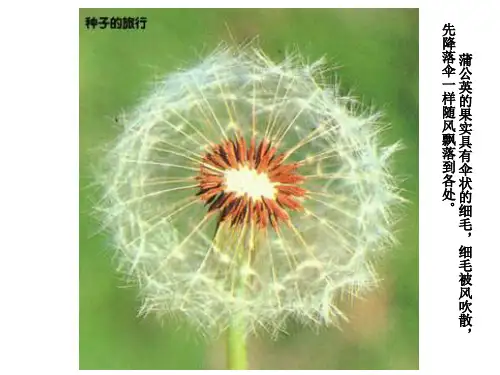 21.2植物的有性生殖-苏教版八年级生物下册