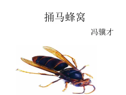五年级下册语文课件-《捅马蜂窝》｜冀教版     (共24张PPT)