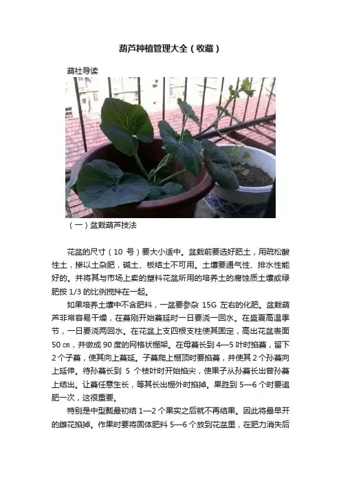 葫芦种植管理大全（收藏）