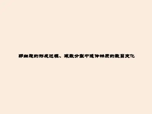 卵细胞的形成过程、减数分裂中遗传物质的数目变化 课件