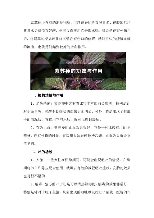 紫苏梗的功效与作用,紫苏叶的功效
