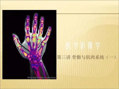 【课件】骨骼与肌肉系统一ppt
