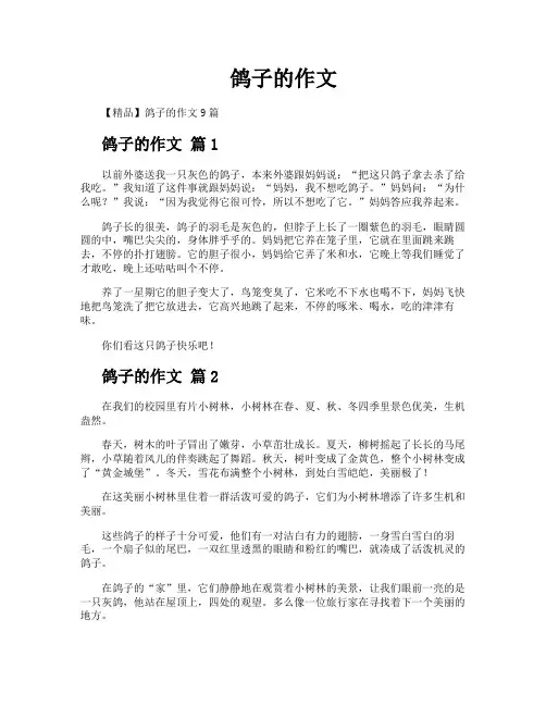 鸽子的作文