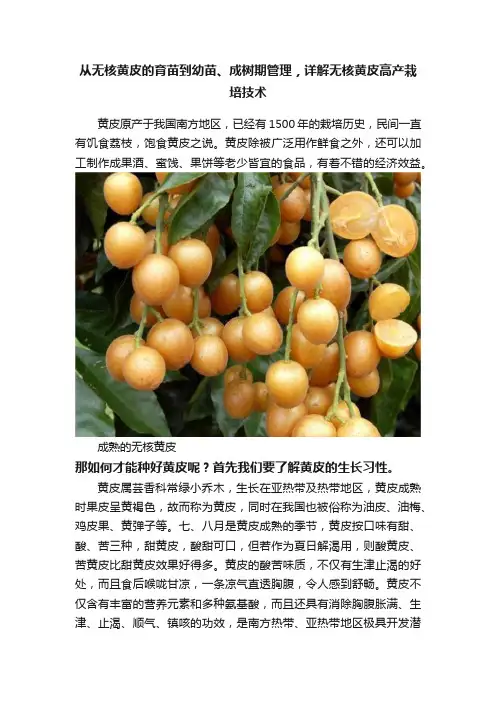 从无核黄皮的育苗到幼苗、成树期管理，详解无核黄皮高产栽培技术