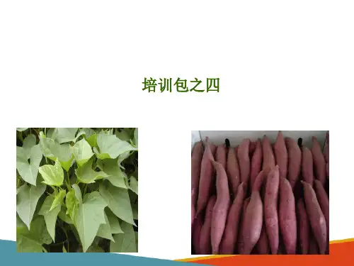 甘薯生产新技术—绿色食品甘薯(甘薯生产技术课件)