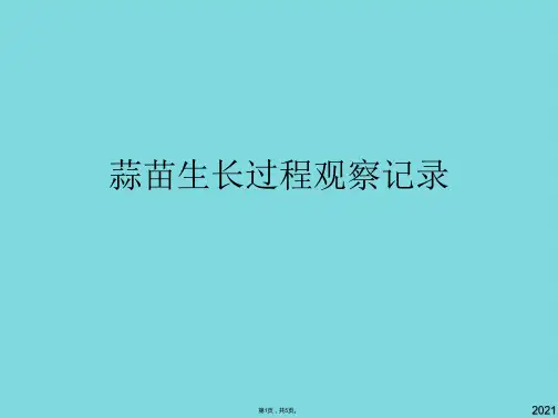 蒜苗生长过程观察记录(共5张PPT)