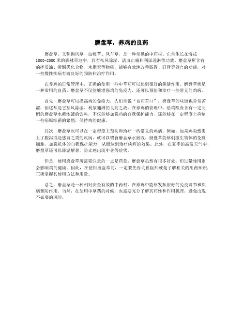 磨盘草,养鸡的良药