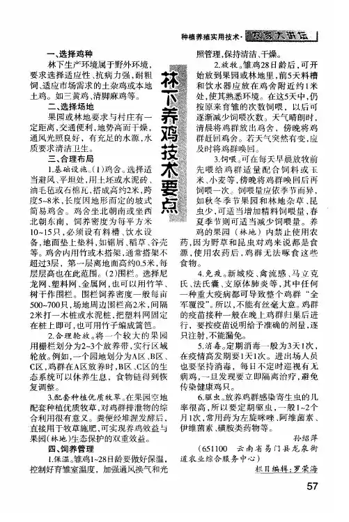 林下养鸡技术要点