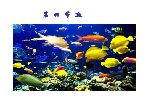 人教版生物八年级上册5.1.4鱼 课件