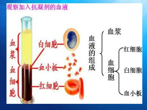 七年级下册生物第十章  第一节 血液与血型