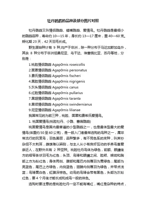 牡丹鹦鹉的品种及部分图片对照
