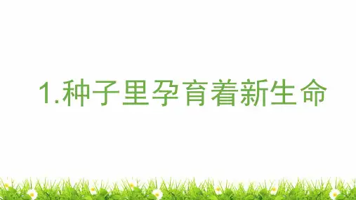 教科版小学科学四年级下册《种子里孕育着新生命》名师教学课件