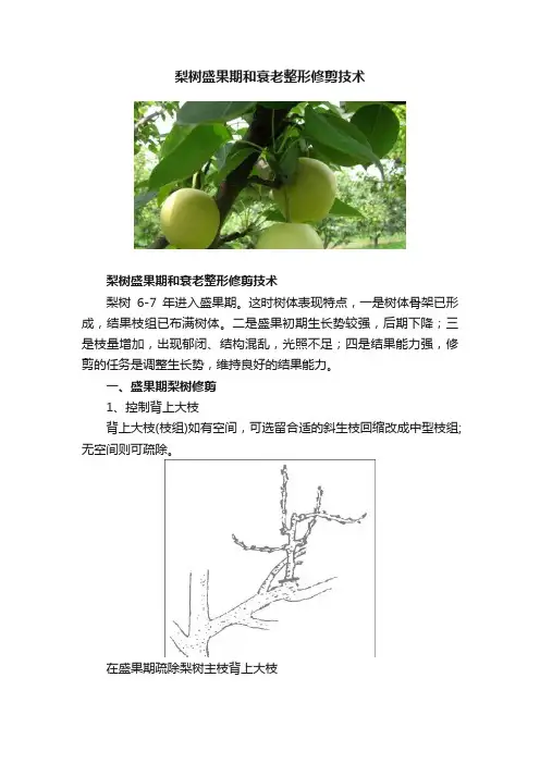 梨树盛果期和衰老整形修剪技术