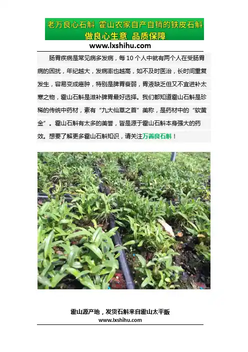 霍山石斛跟铁皮石斛的区别