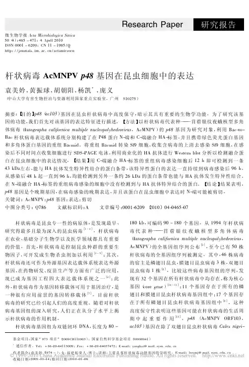 杆状病毒AcMNPVp48基因在昆虫细胞中的表达_袁美妗