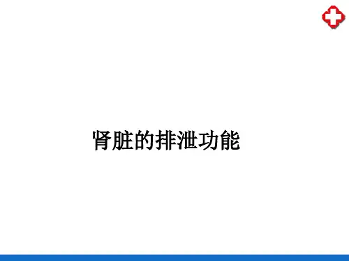 肾脏的排泄功能(生理学课件)