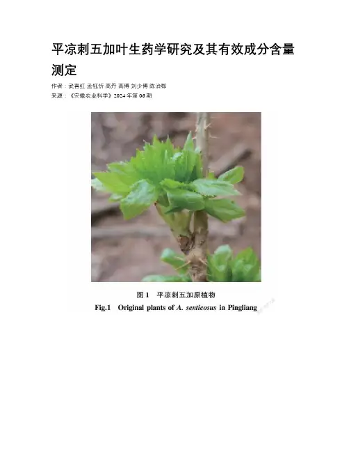 平凉刺五加叶生药学研究及其有效成分含量测定