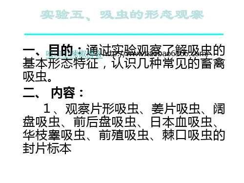 实验五、吸虫的形态观察