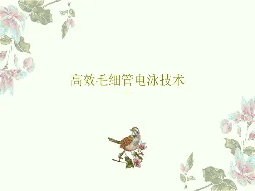 高效毛细管电泳技术30页PPT