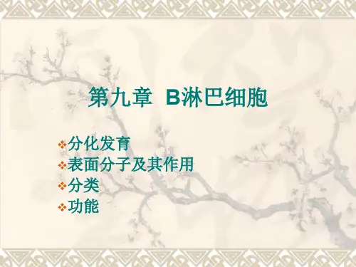B淋巴细胞