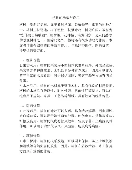 榕树的功效与作用