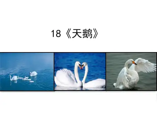 《天鹅》语文教学PPT课件(5篇)