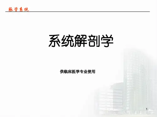 第三节 动脉--系统解剖学