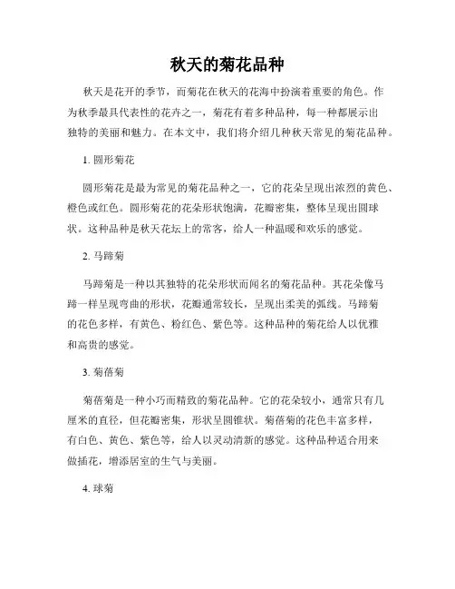 秋天的菊花品种