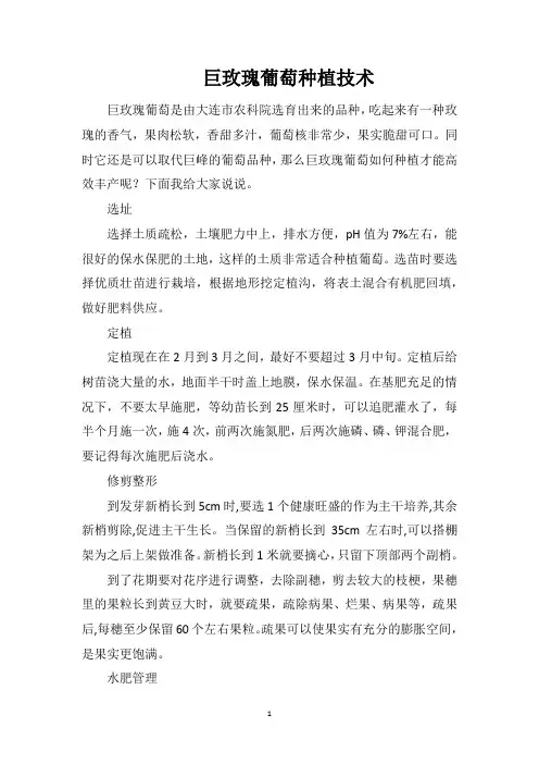 巨玫瑰葡萄种植技术