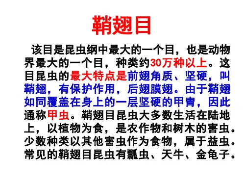 鞘翅目的昆虫(好)