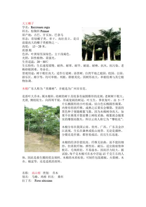 大王椰子