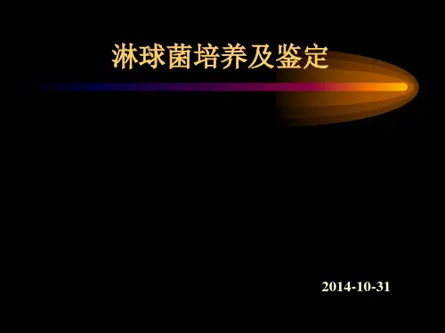 淋球菌培养及鉴定