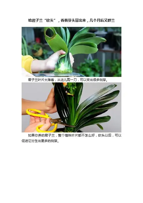 给君子兰“砍头”，看着芽头冒出来，几个月后又群兰