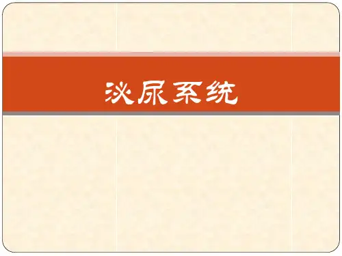 《泌尿系统》PPT课件