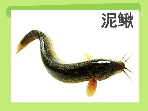 宝宝认识动物幼儿早教 ppt课件