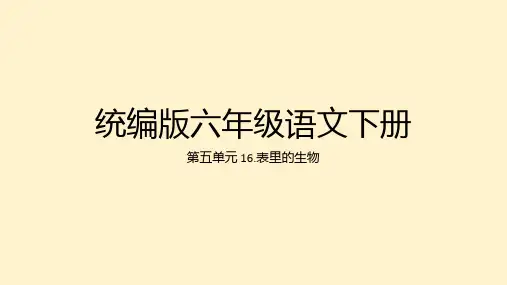 16.表里的生物课件(共25张PPT)