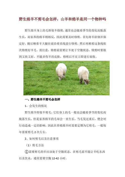 野生绵羊不剪毛会怎样,山羊和绵羊是同一个物种吗