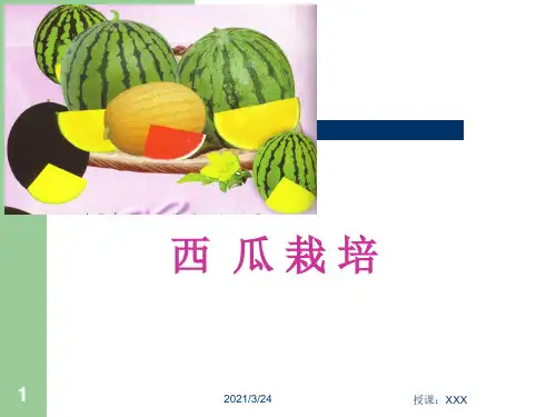 西瓜栽培技术PPT课件