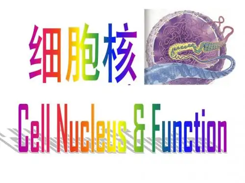 第八章 细胞核