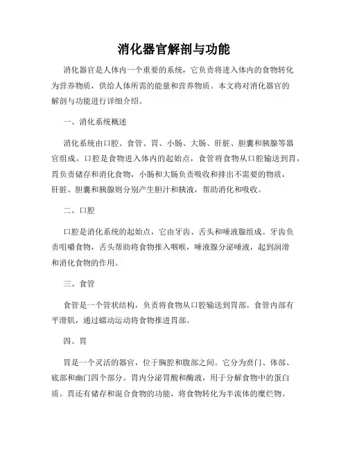 消化器官解剖与功能