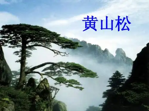 《黄山松》课件