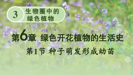 《种子萌发形成幼苗》PPT课件【优质】