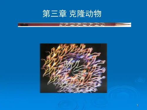 5 克隆动物-细胞工程