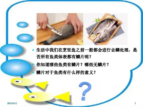 3-鱼类外部形态2